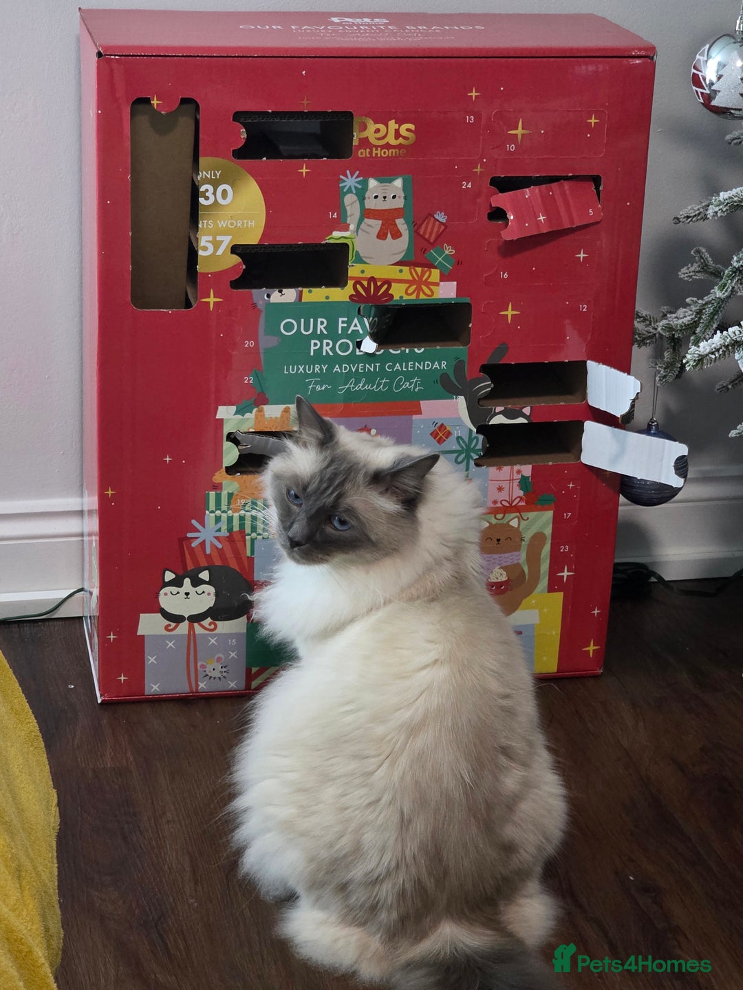 Ragdoll cats for sale: Male ragdoll 2 years old - Advert 2