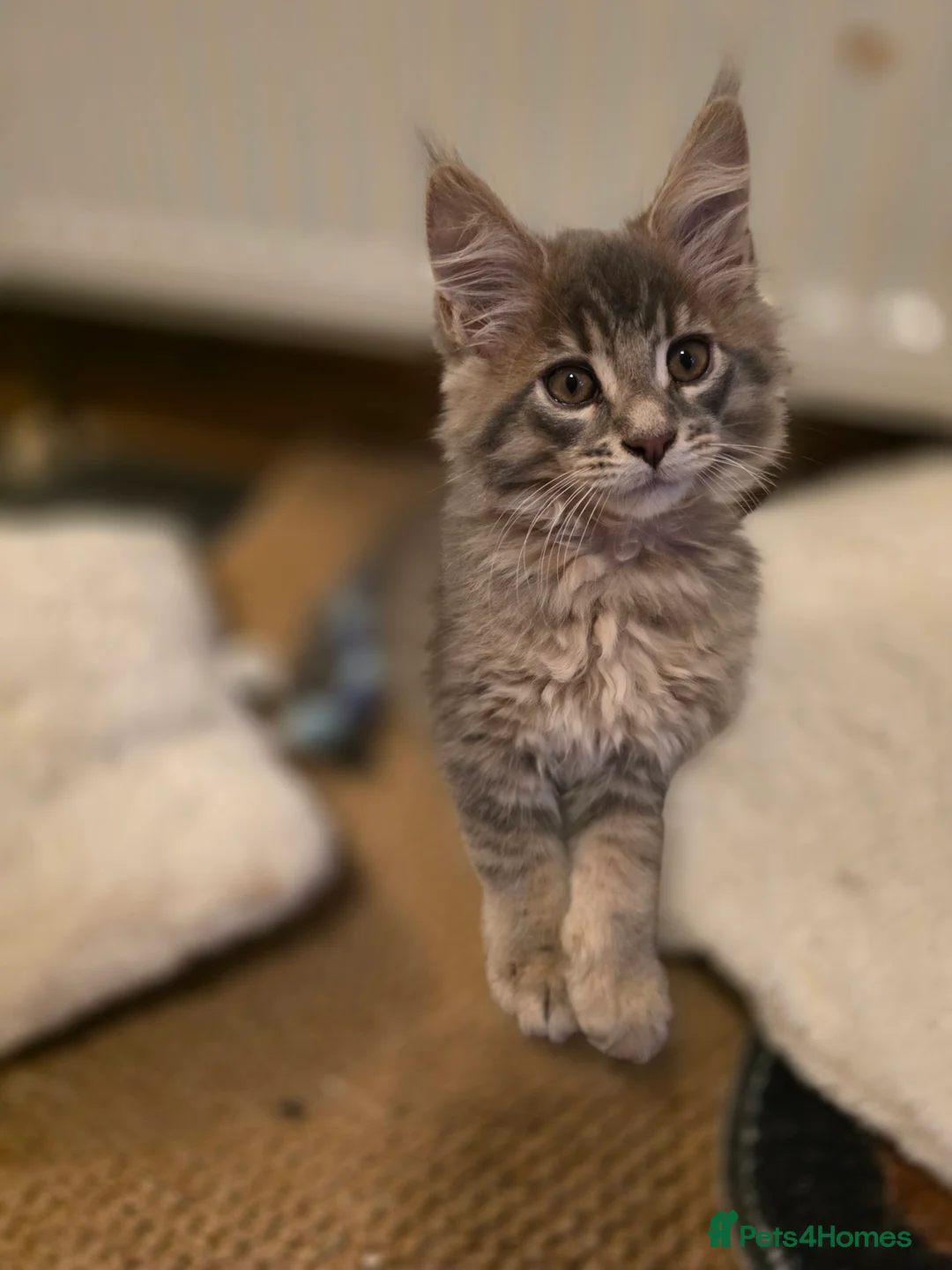 Maine Coon cats for sale: Beautiful Maine Coon Kittens 3 boys/ 2 girl  - Advert 28