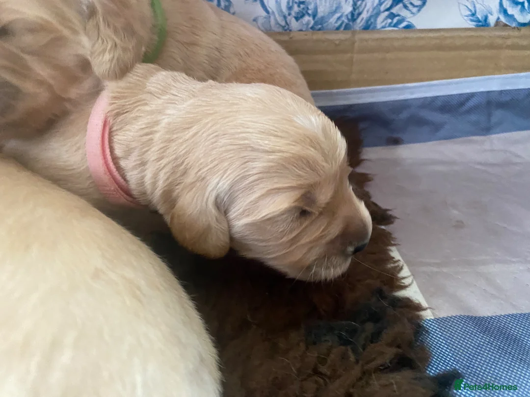 Golden Retriever dogs for sale: Kc registered beautiful Golden Retrievers puppies  in Builth Wells - Advert 2