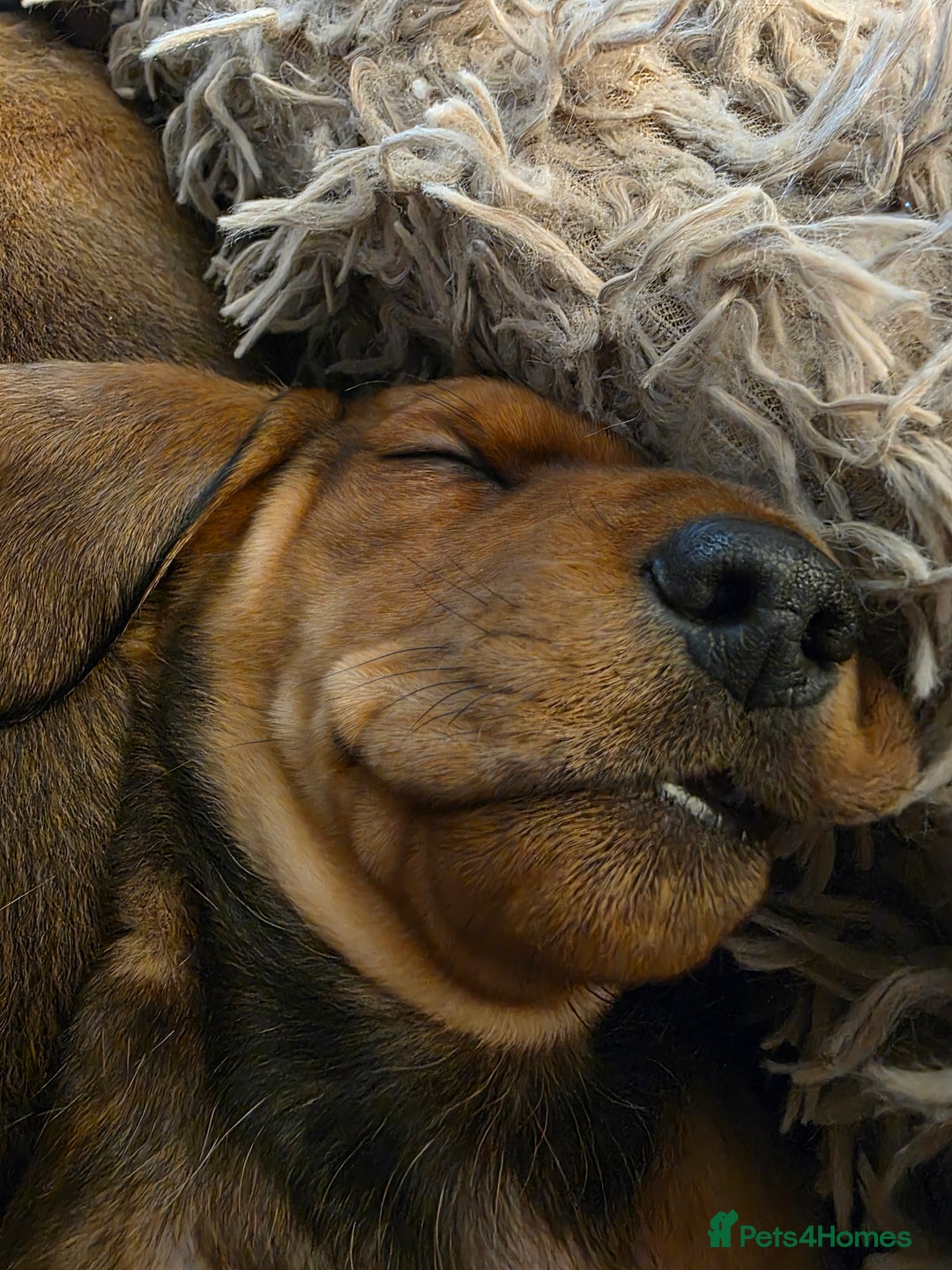 Miniature Dachshund dogs for sale: Miniture dashaunds  - Advert 3