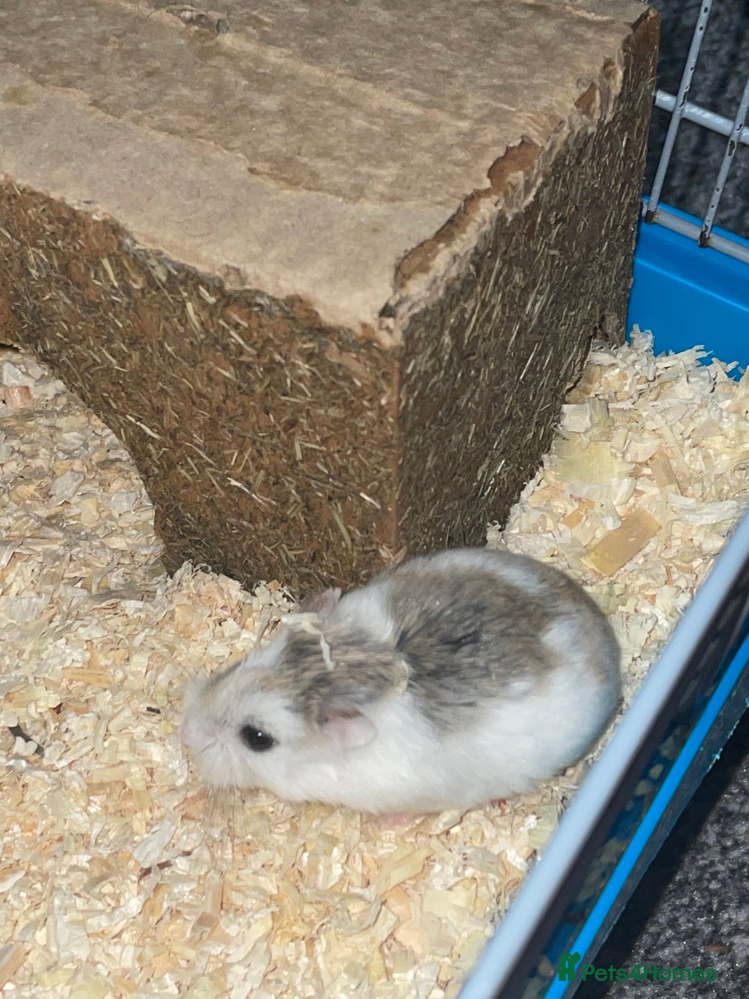 Hamster rodents for sale: Male hamster - Advert 2