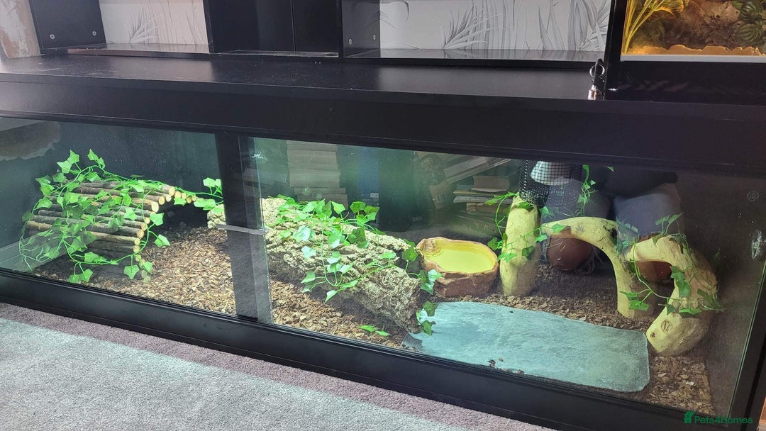 Lizard reptiles for sale: Female Tegu  - Image 4
