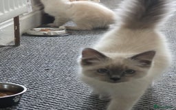 Ragdoll cats for sale: Two Beautiful Ragdoll Female  - Image 5