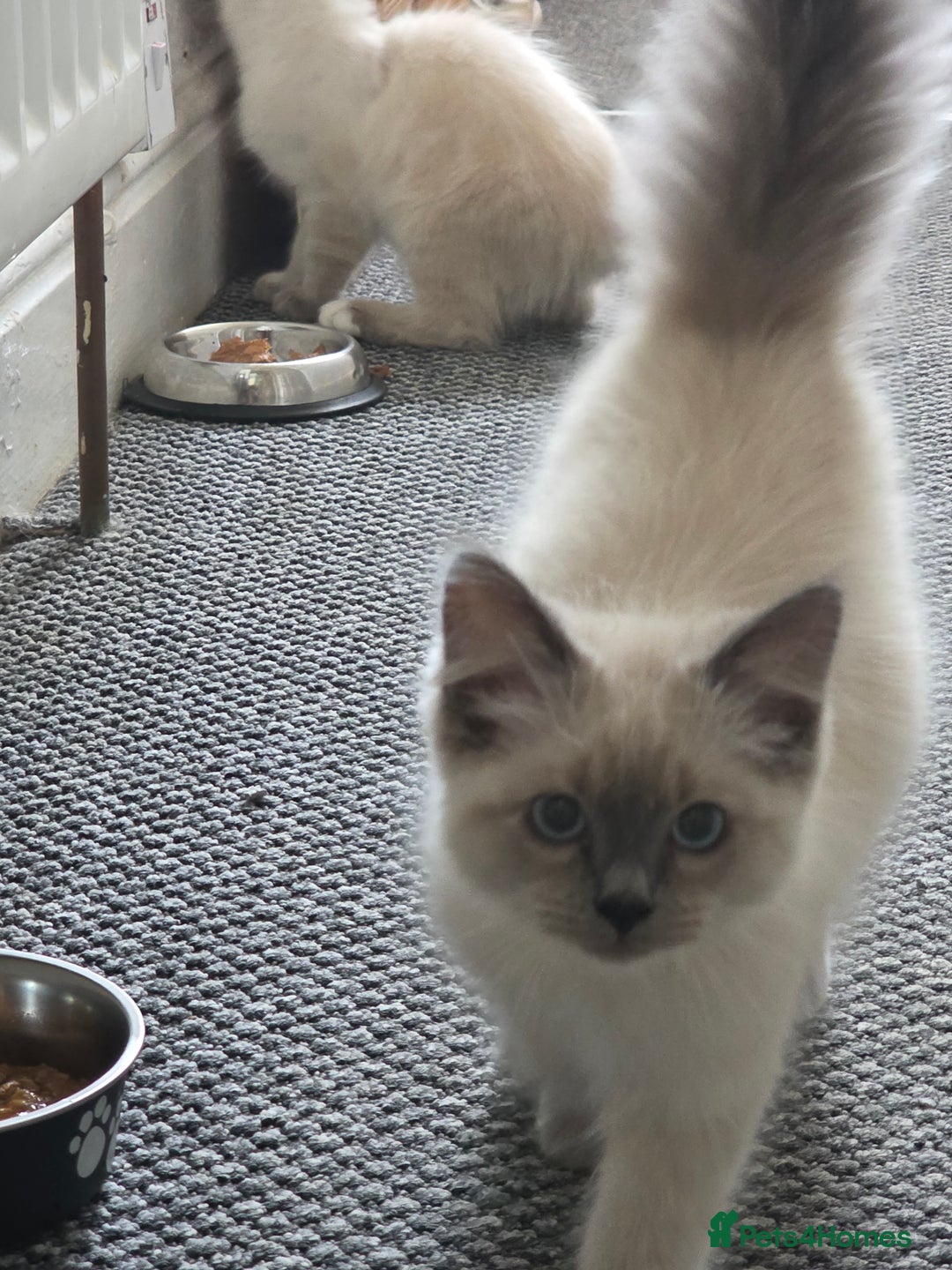 Ragdoll cats for sale: Two Beautiful Ragdoll Female  - Image 5