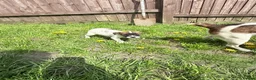 Jack Russell dogs for sale: One little male Jack Russell - Advert 20