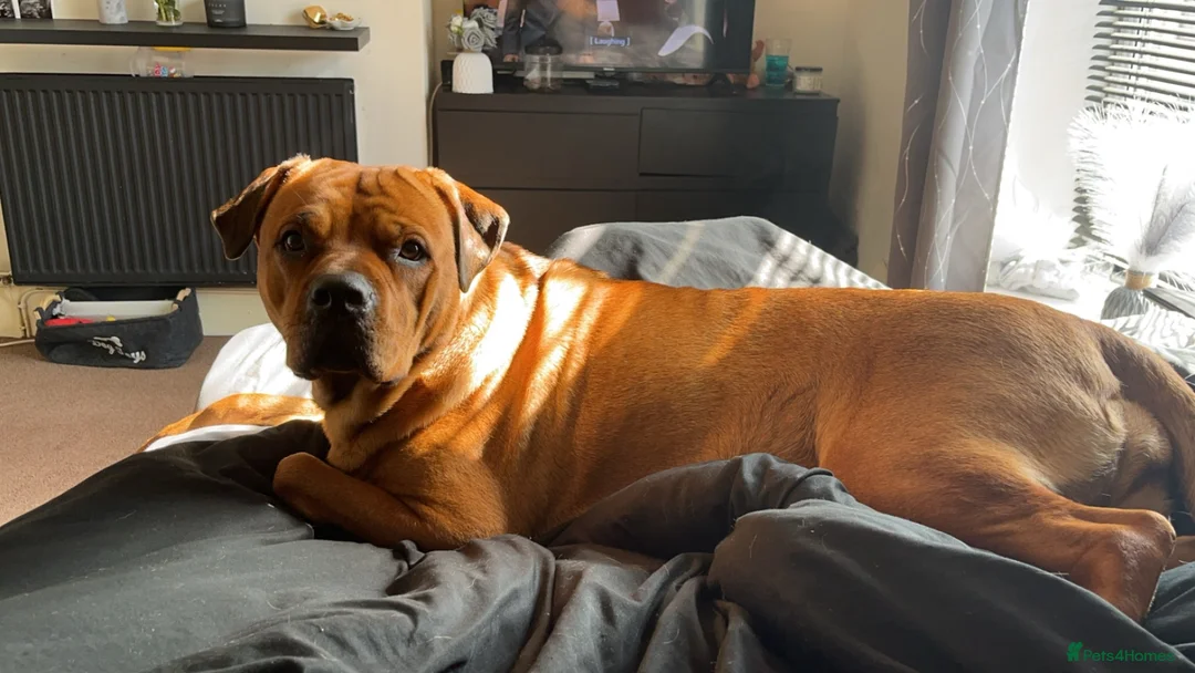 Mixed Breed dogs for sale: Rottweiler mix - Advert 2