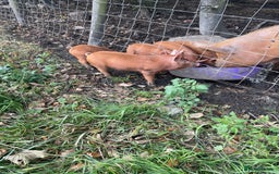 Pig livestock for sale: Rare breed Tamworth weaners  - Image 1