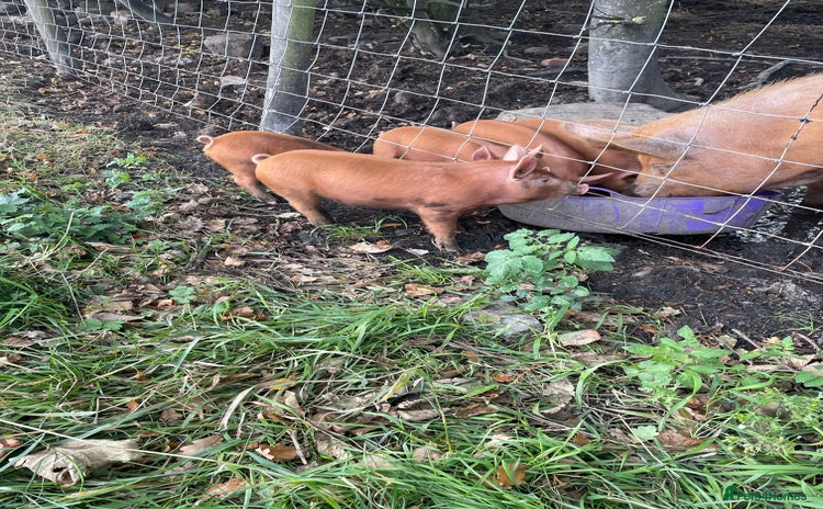 Pig livestock - Advert 1