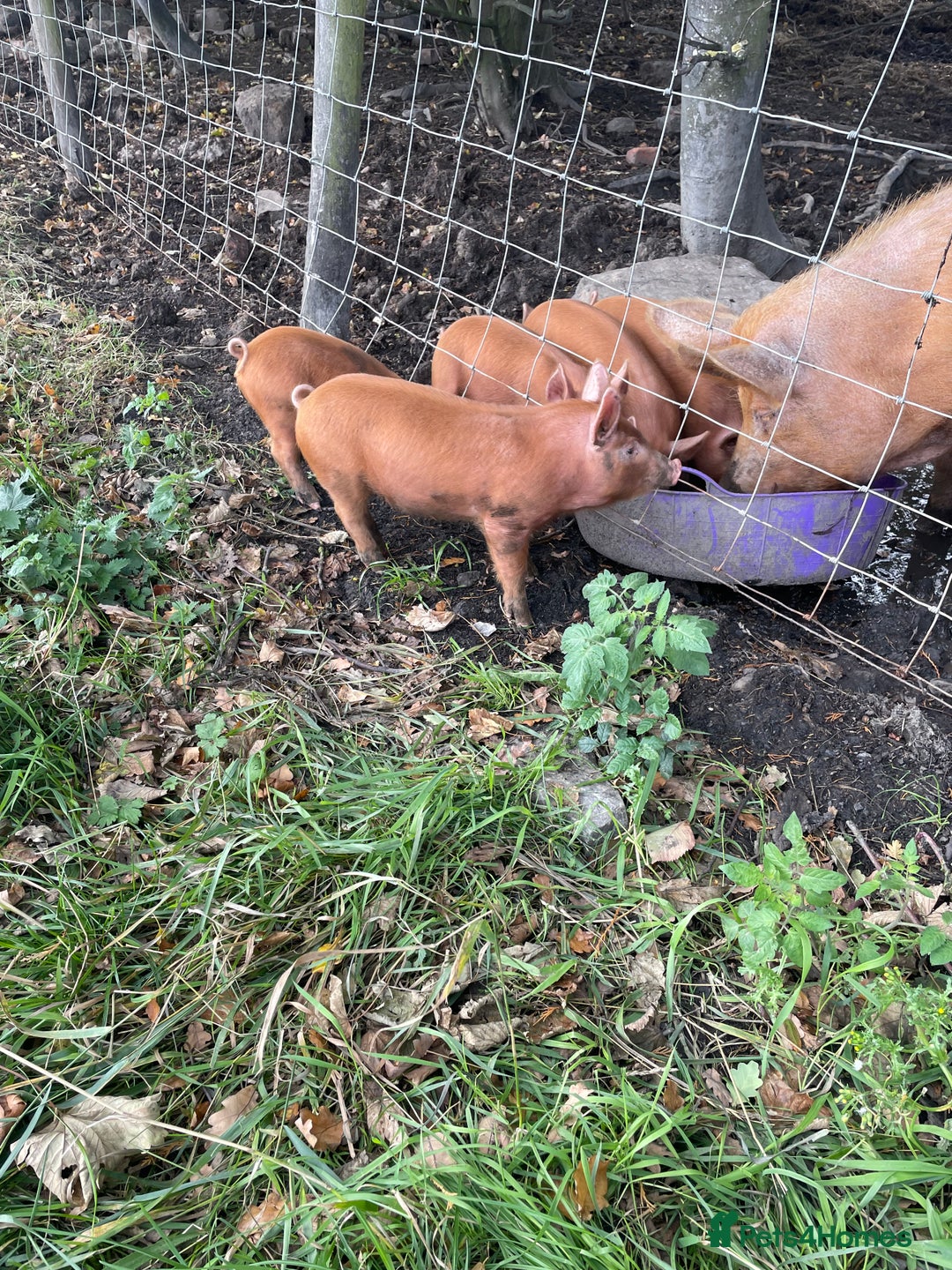 Pig livestock for sale: Rare breed Tamworth weaners  - Image 1