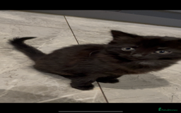 Mixed Breed cats for sale: Super cute fun kittens - Image 4