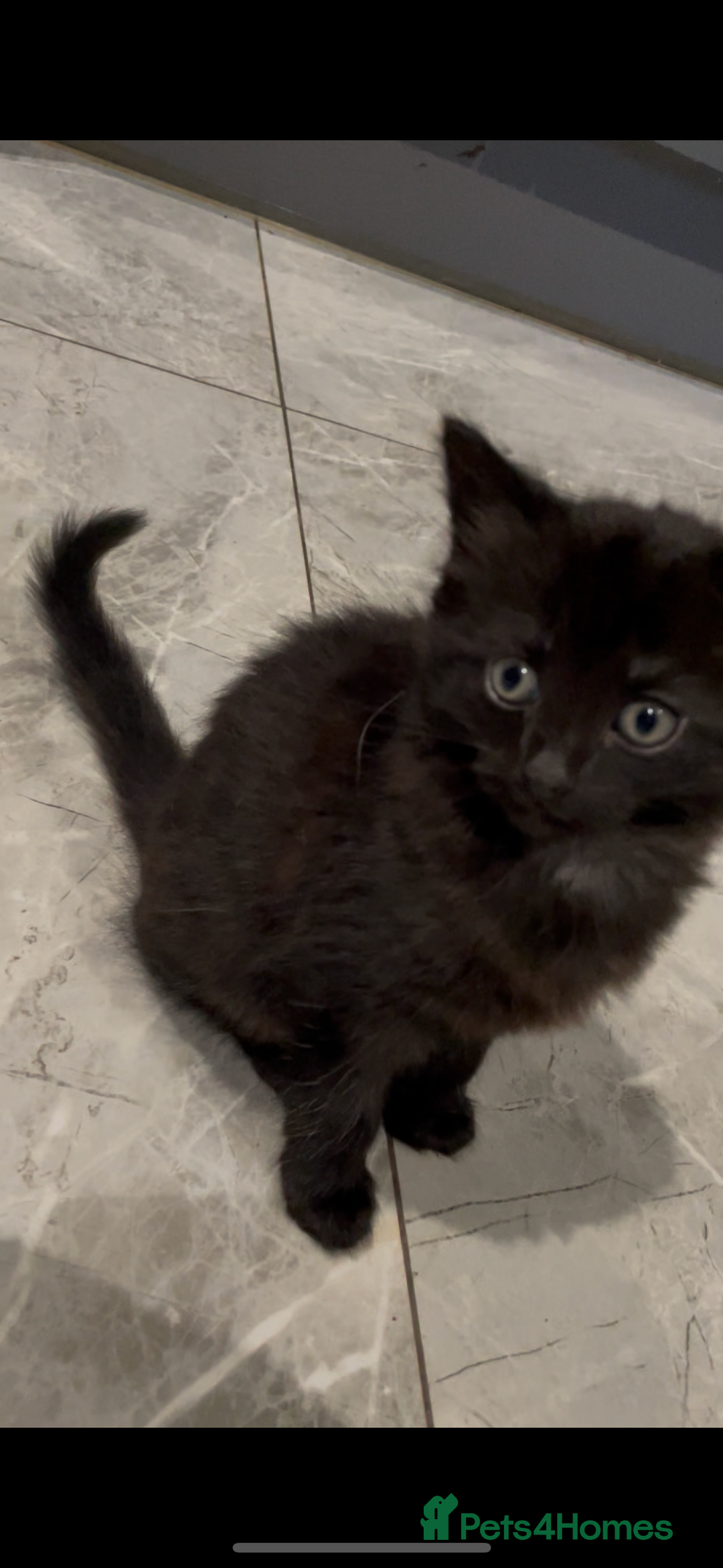Mixed Breed cats for sale: Super cute fun kittens - Image 4