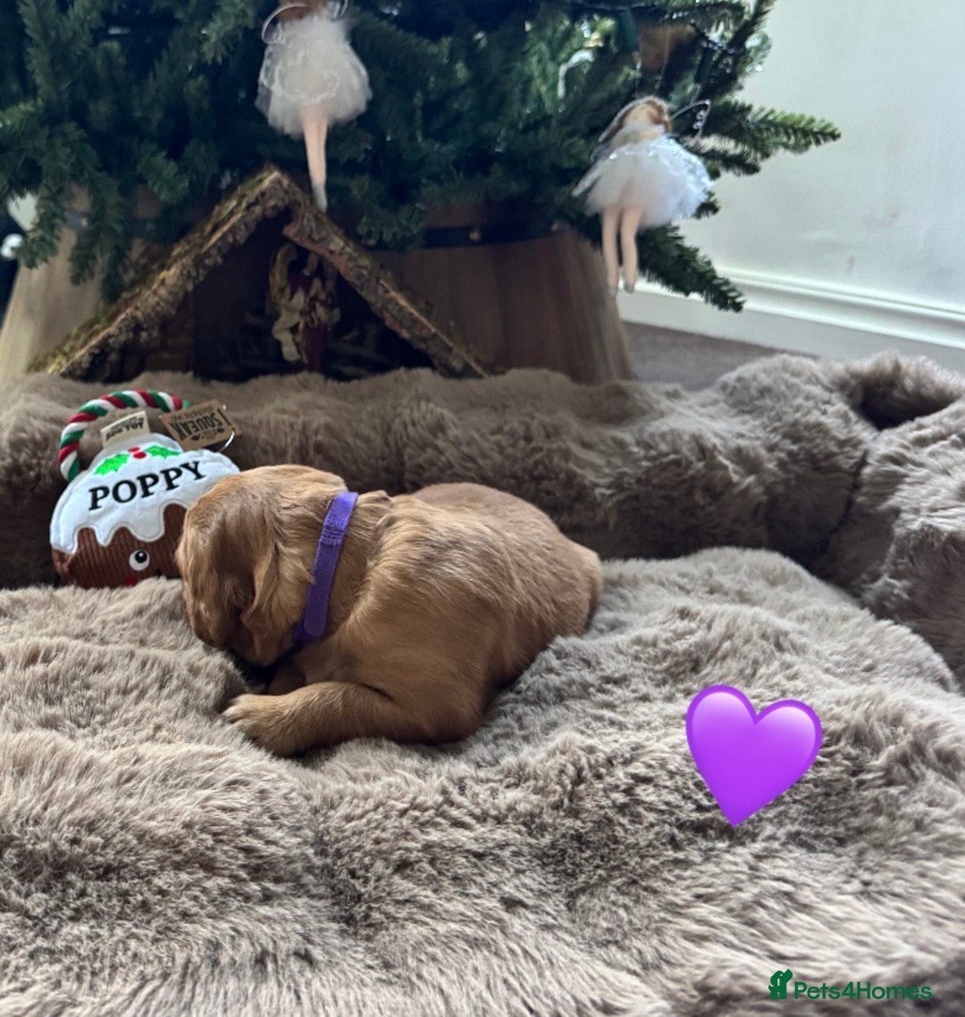 Golden Retriever dogs for sale: Golden retriever puppies  - Advert 25