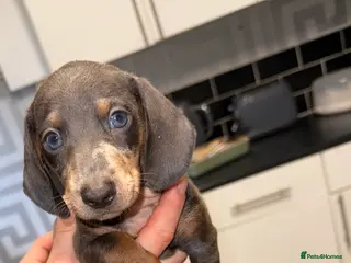 Miniature Dachshund dogs Miniature Dachshunds - Advert 17