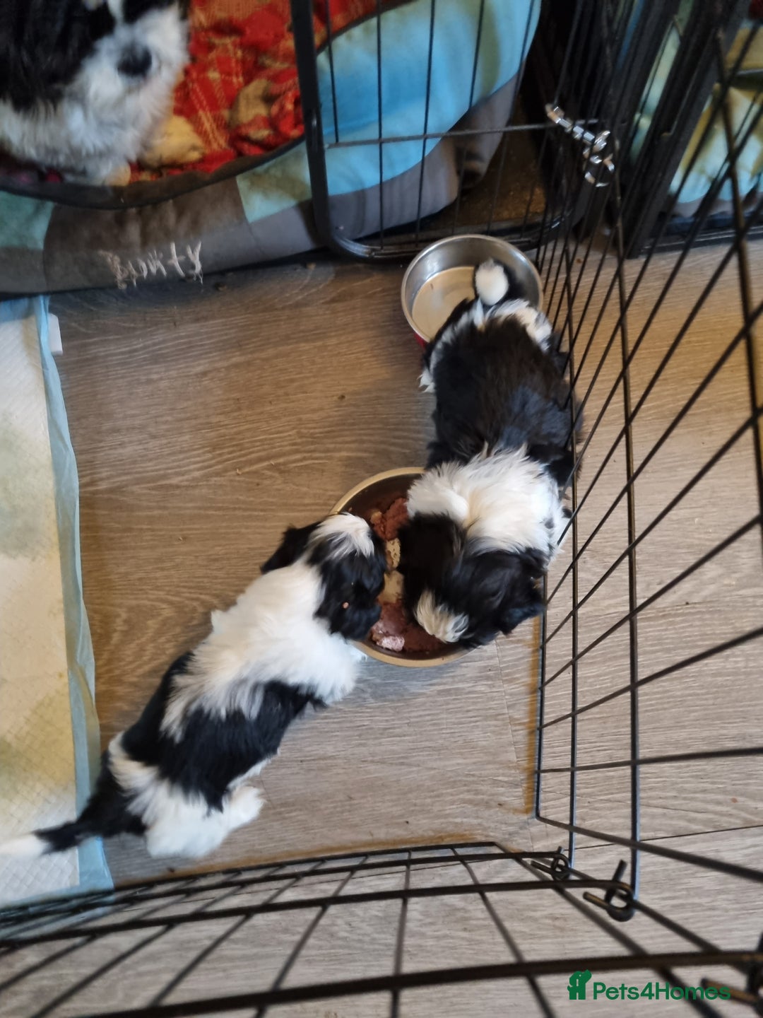 Shih Tzu dogs for sale: Shih tzus pups for sale - Advert 2