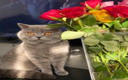 British Shorthair cats for sale: A charming and kind boy. - Advert 3
