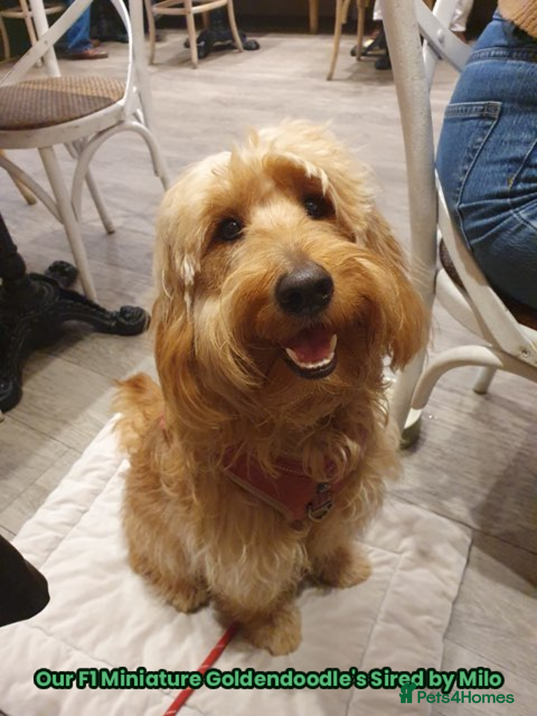 Goldendoodle dogs for sale: F1 Miniature Goldendoodle's 100% DNA Health-Tested - Advert 11