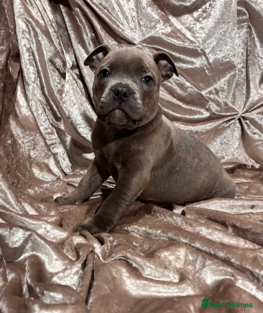 Staffordshire Bull Terrier dogs for sale: Blue Staffordshire bull terrier puppies  - Advert 4
