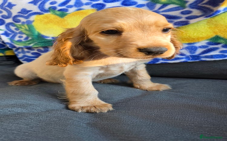 Cocker Spaniel dogs - Advert 1
