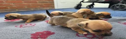 Jack Russell dogs for sale: Beautiful Puppies Jack Russell  - Advert 5