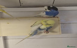 Budgerigars birds for sale: Mixed budgies nice colours  - Image 3