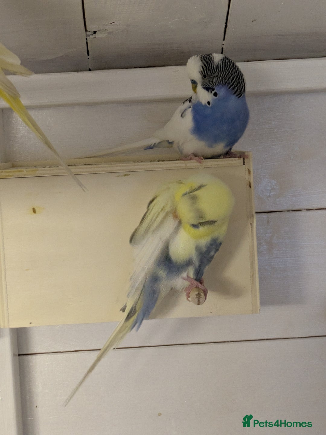 Budgerigars birds for sale: Mixed budgies nice colours  - Image 3