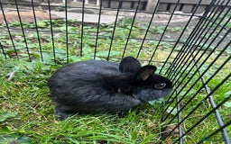Netherland Dwarf rabbits for sale: 3 Netherland dwarf rabbits  - Image 19