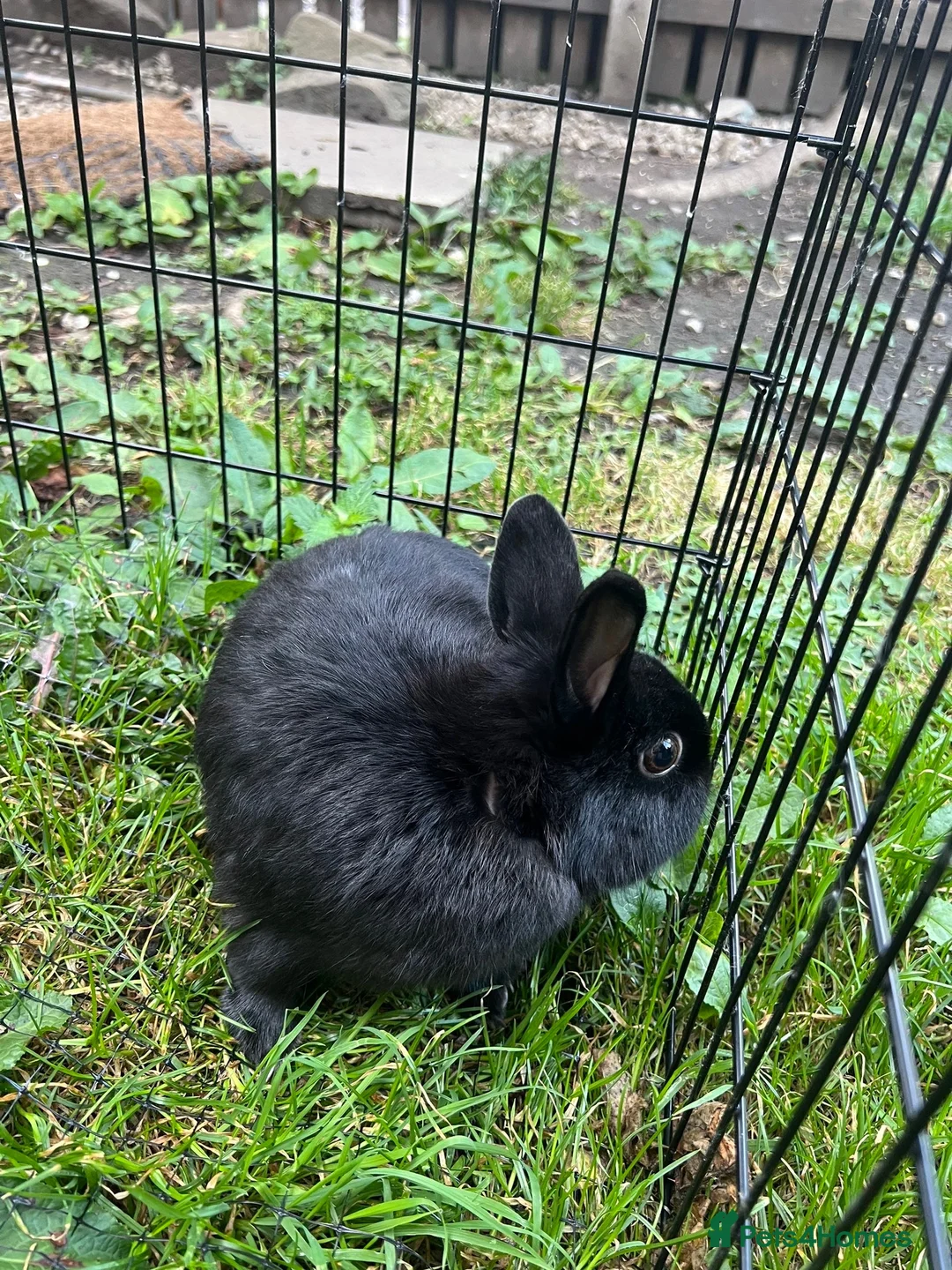 Netherland Dwarf rabbits for sale: 3 Netherland dwarf rabbits  - Advert 19