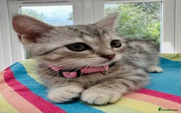 British Shorthair cats for sale: Stunning BSH Silver Female Grey Stripe Kittens - Image 14