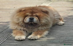 Chow Chow dogs for stud: Welcome to our superb stud team  - Image 1