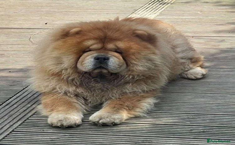 Chow Chow dogs - Advert 1