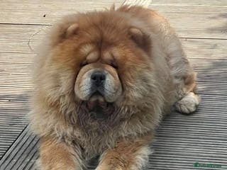 Chow Chow dogs Welcome to our superb stud team - Advert 3