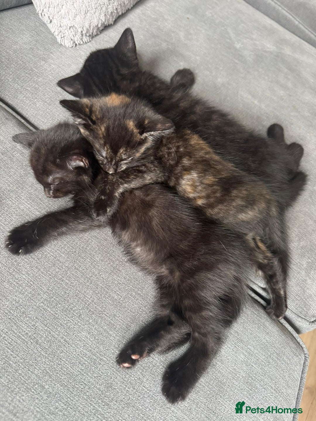 British Shorthair cats for sale: Beautiful kittens from black smoke mum  - Advert 2