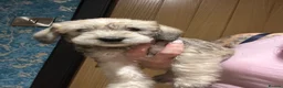 Mixed Breed dogs for sale:  Shnaupoochons 🐾  - Advert 4