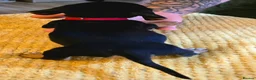 Jackshund dogs for sale: Miniature Jackshund puppies 🐶  - Advert 19