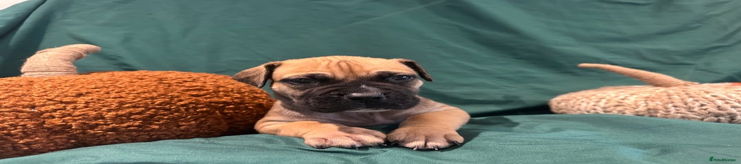 Boerboel Puppy 4