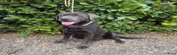 Labrador Retriever dogs for stud: Gorgeous KC Charcoal Labrador Stud - Advert 3