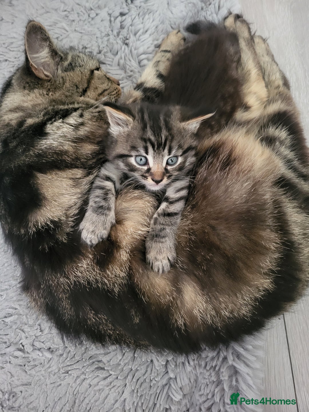 Siberian cats for sale: Sweet Little Princess Is Looking for a Loving Home - Advert 4