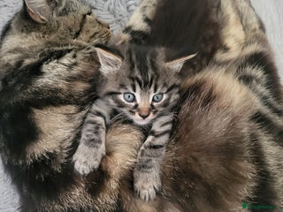 Siberian cats Sweet Little Princess Is Looking for a Loving Home - Advert 1