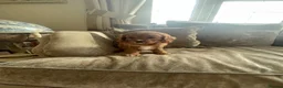 Cavapoo dogs for sale: Cavapoo puppies  - Advert 14