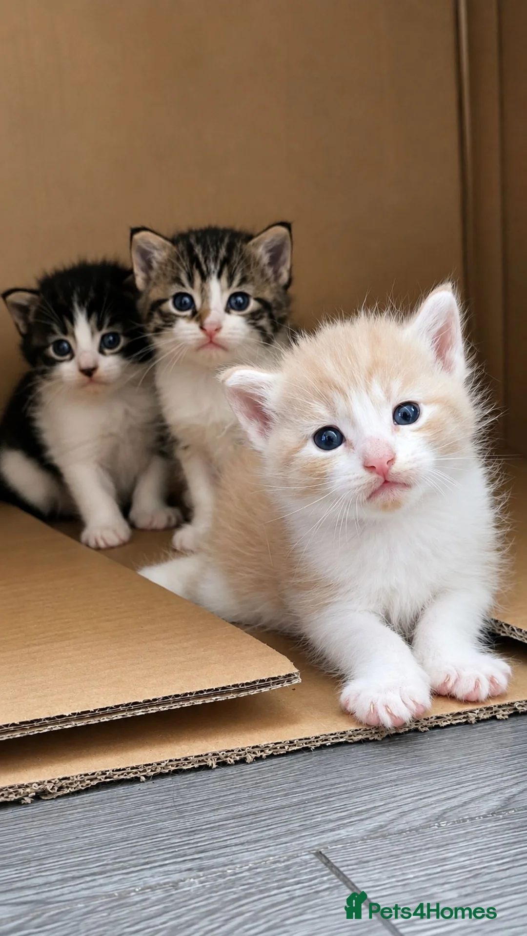 Mixed Breed cats for sale: Half Maine coon kittens - Advert 6