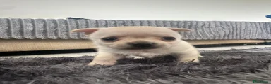 Chunk