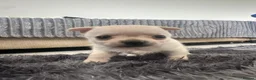 Chihuahua dogs for sale: TINY male apple head chihuahuas - Advert 6