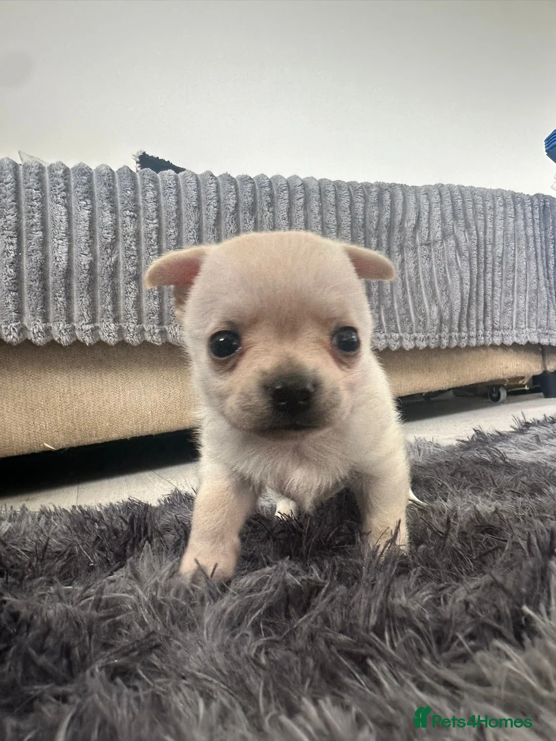 Chihuahua dogs for sale: TINY male apple head chihuahuas - Advert 6