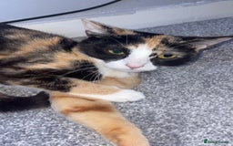 Mixed Breed cats for sale: Calico female  - Image 4