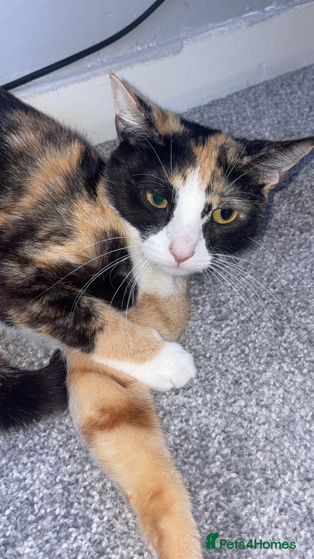 Mixed Breed cats for sale: Calico female  - Image 4