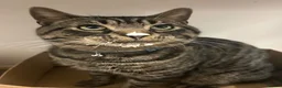 Domestic Shorthair cats for sale: Cat needing rehoming in Manchester - Advert 6