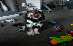Cockapoo dogs for stud: Cockapoo for stud (proven) - Image 1