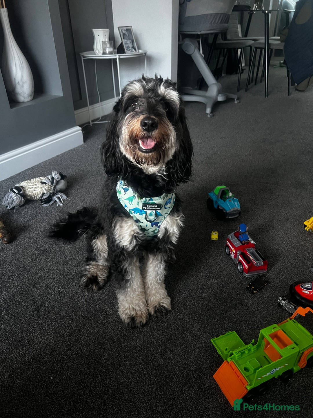 Cockapoo dogs for stud: Cockapoo for stud (proven) - Image 1