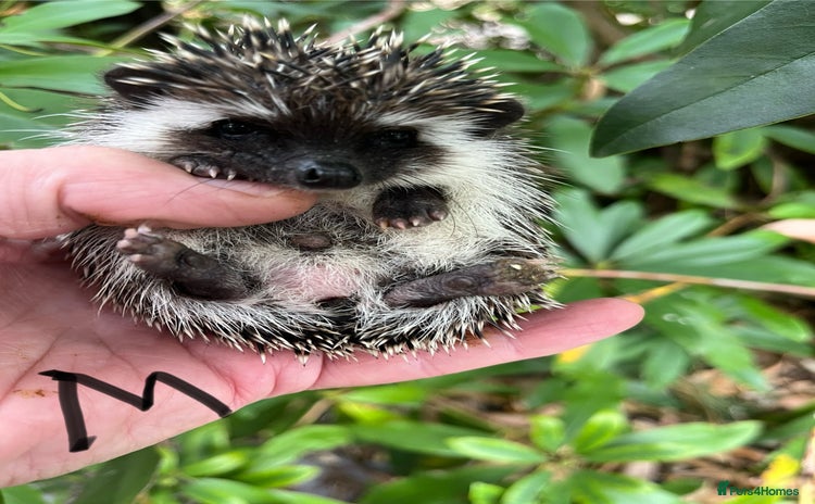 Pygmy Hedgehog rodents - Advert 8