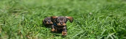 Dachshund dogs for sale: Kc registered Standard Wirehair dachshund  - Advert 5
